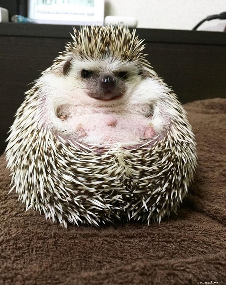Top 15 Hilarious Hedgehog Photos That Will Make You Laugh