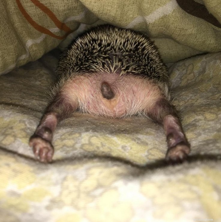 Top 15 Hilarious Hedgehog Photos That Will Make You Laugh
