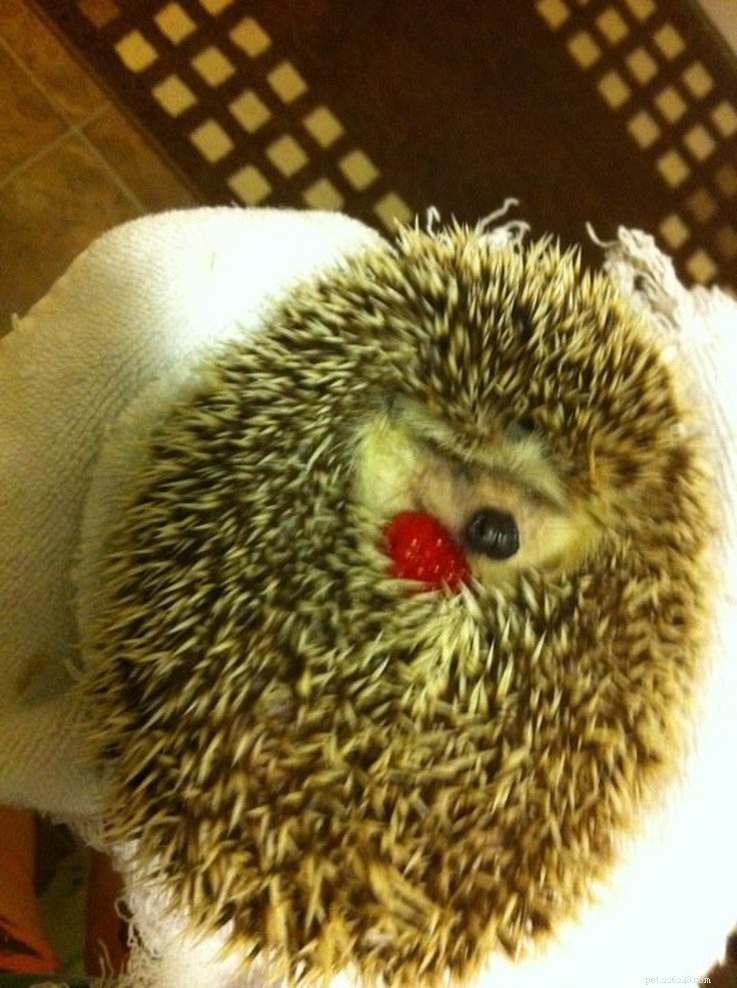 Top 15 Hilarious Hedgehog Photos That Will Make You Laugh