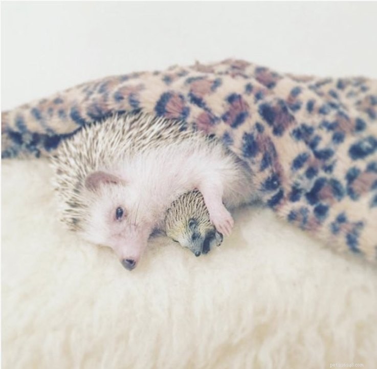 Top 15 Hilarious Hedgehog Photos That Will Make You Laugh