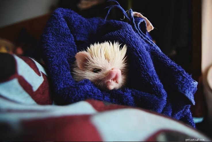 Top 15 Hilarious Hedgehog Photos That Will Make You Laugh