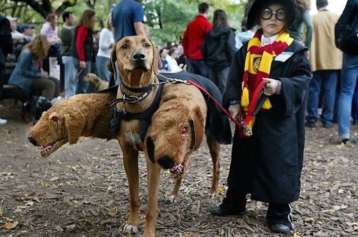 Top 23 Couple & Pet Halloween Costumes for the Ultimate Costume Party