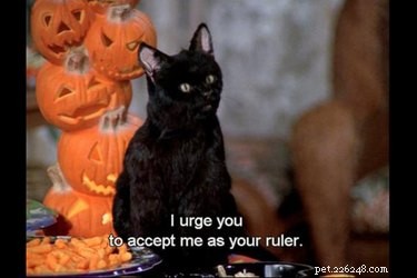 Why Salem the Cat from Sabrina the Teenage Witch Remains a Classic: 15 Reasons