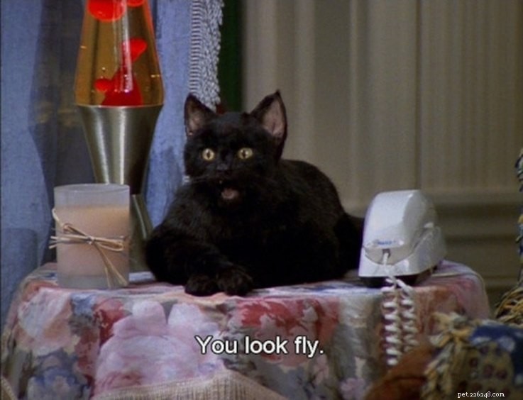 Why Salem the Cat from Sabrina the Teenage Witch Remains a Classic: 15 Reasons