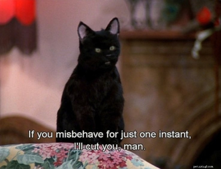Why Salem the Cat from Sabrina the Teenage Witch Remains a Classic: 15 Reasons