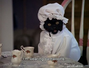 Why Salem the Cat from Sabrina the Teenage Witch Remains a Classic: 15 Reasons