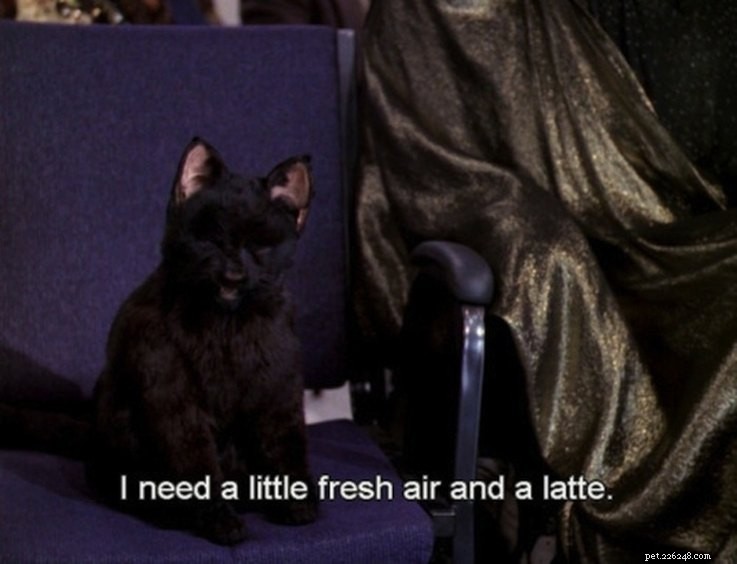 Why Salem the Cat from Sabrina the Teenage Witch Remains a Classic: 15 Reasons