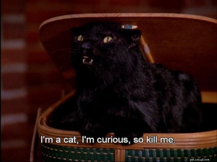 Why Salem the Cat from Sabrina the Teenage Witch Remains a Classic: 15 Reasons