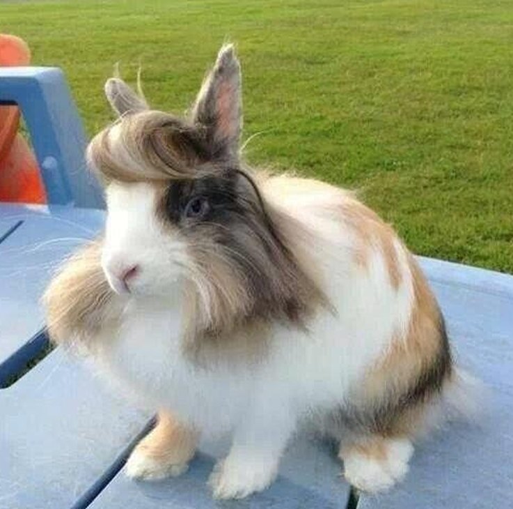 11 Animals with Trump‑Style Hair That Outshine the Former President