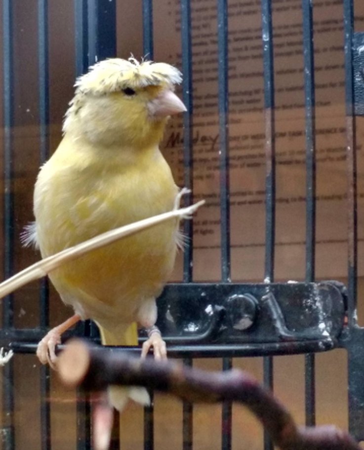 11 Animals with Trump‑Style Hair That Outshine the Former President