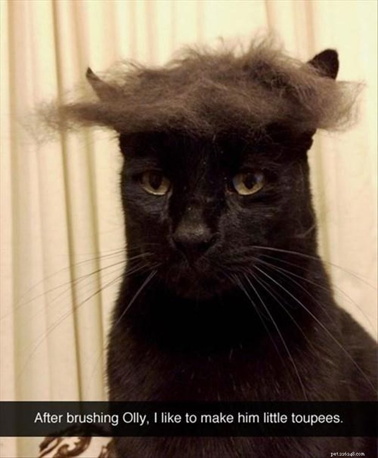 11 Animals with Trump‑Style Hair That Outshine the Former President
