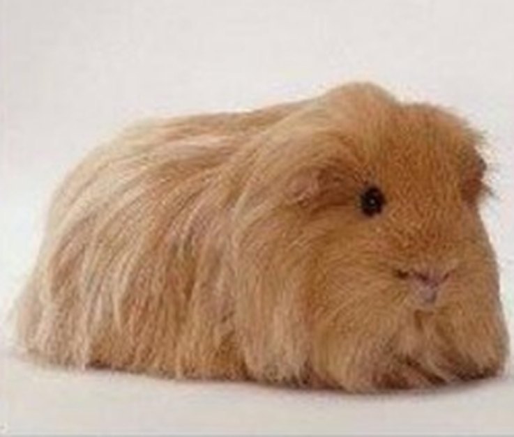 11 Animals with Trump‑Style Hair That Outshine the Former President