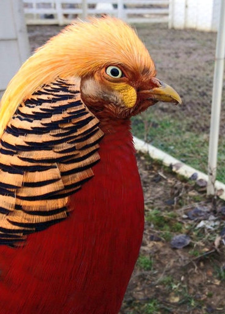 11 Animals with Trump‑Style Hair That Outshine the Former President