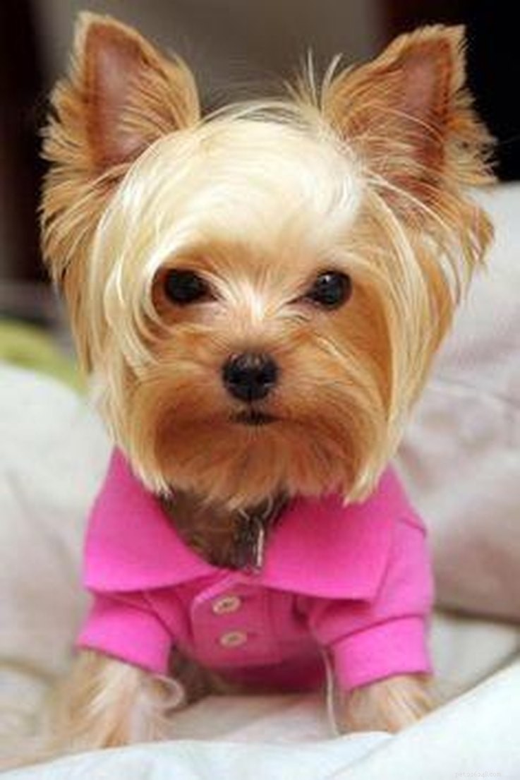 11 Animals with Trump‑Style Hair That Outshine the Former President