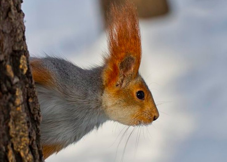 11 Animals with Trump‑Style Hair That Outshine the Former President