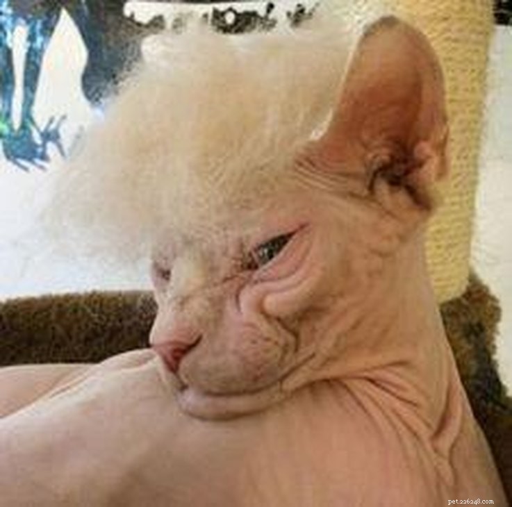 11 Animals with Trump‑Style Hair That Outshine the Former President