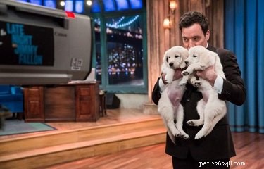 Top 11 Adorable Animal Moments on Jimmy Fallon