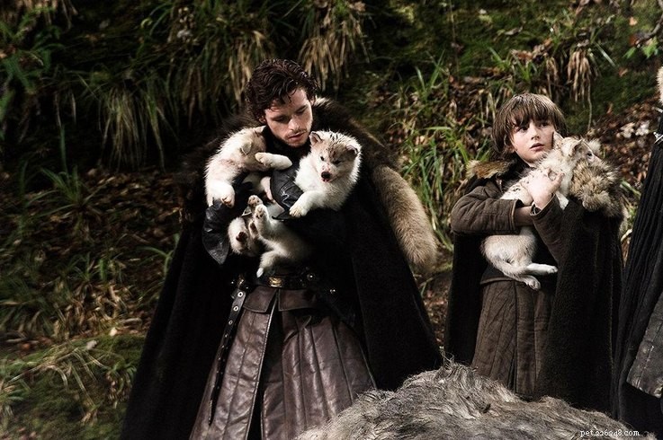 Celebrating TV s Best: Winners of the Outstanding Animal Awards