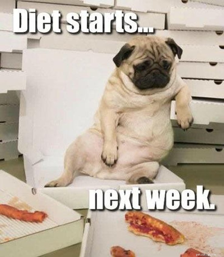 15 Animal Memes Dieters Will Relate To