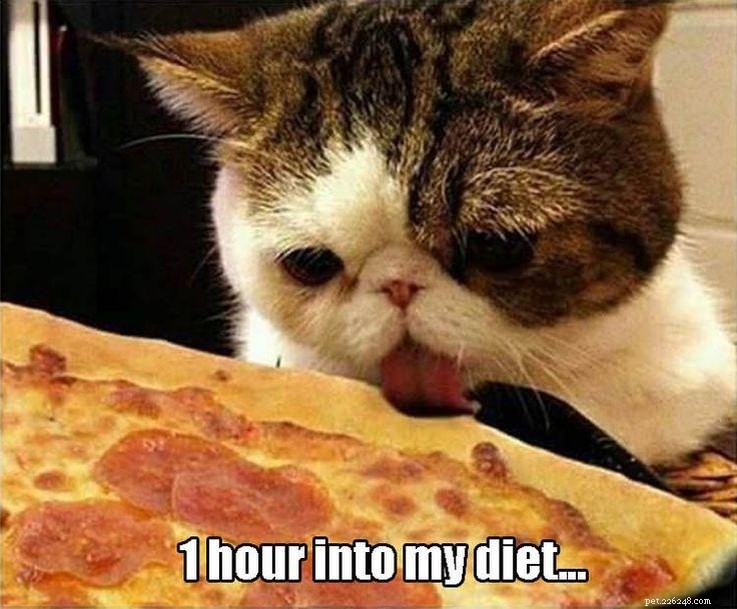 15 Animal Memes Dieters Will Relate To
