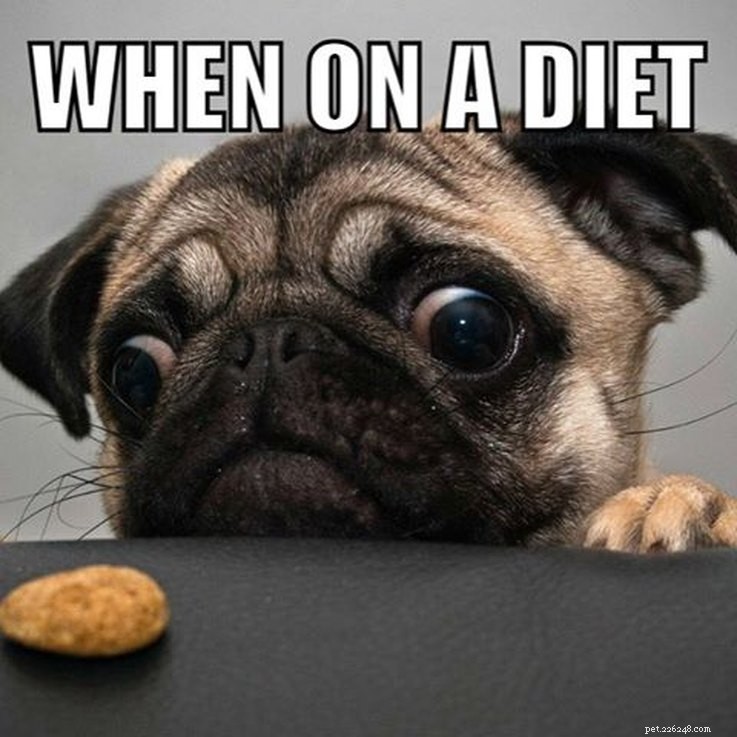 15 Animal Memes Dieters Will Relate To