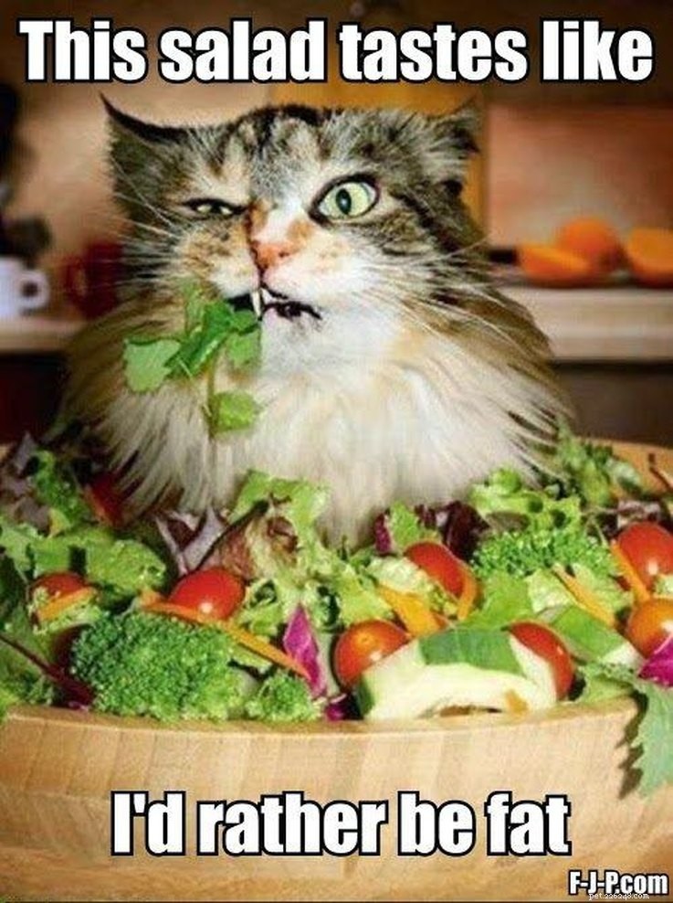 15 Animal Memes Dieters Will Relate To