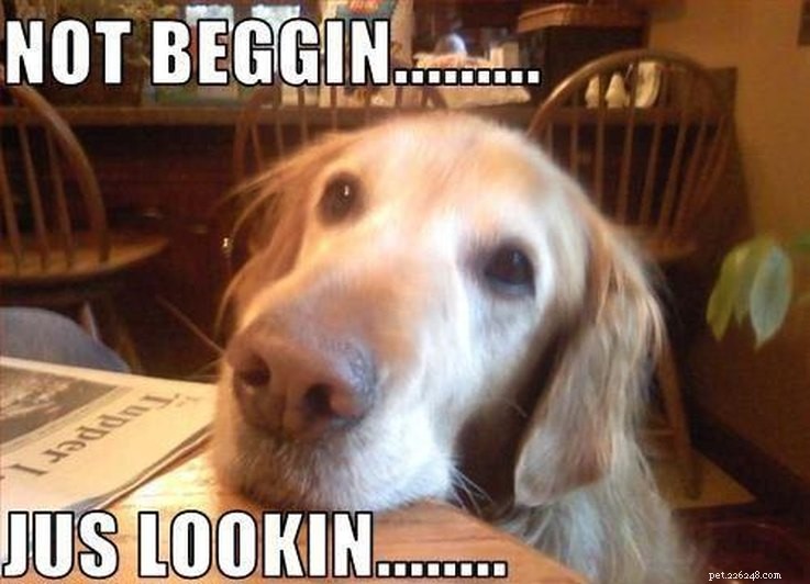 15 Animal Memes Dieters Will Relate To