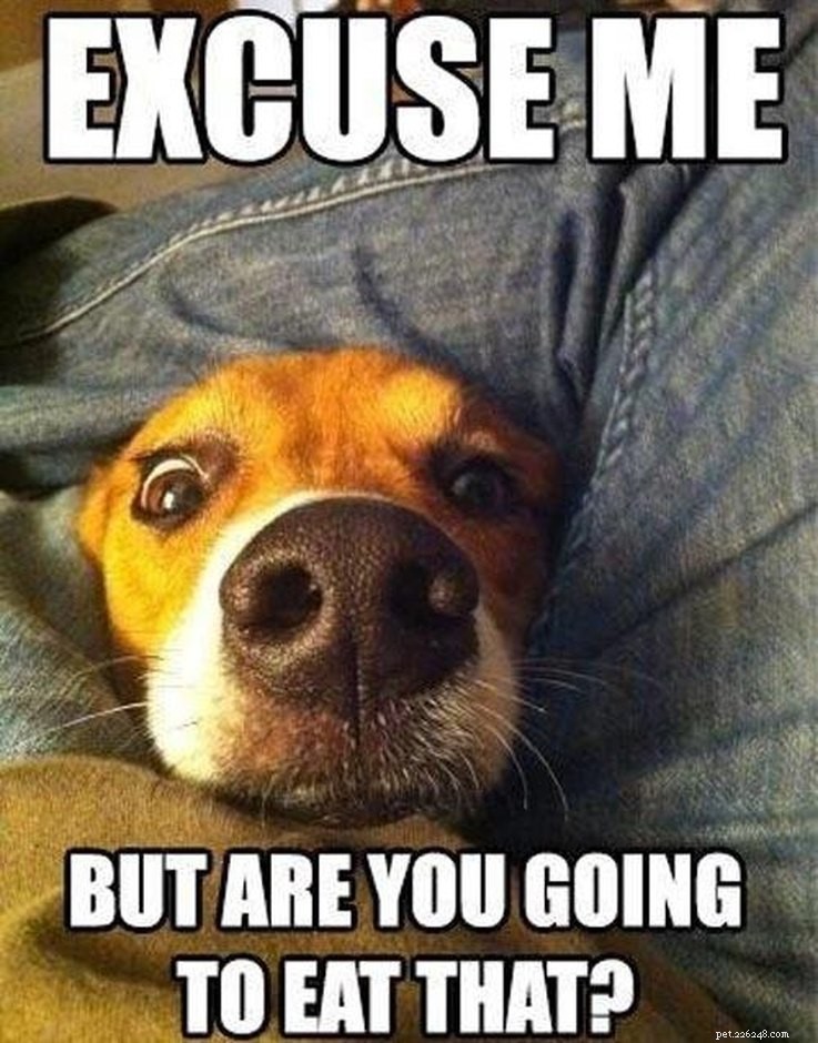 15 Animal Memes Dieters Will Relate To