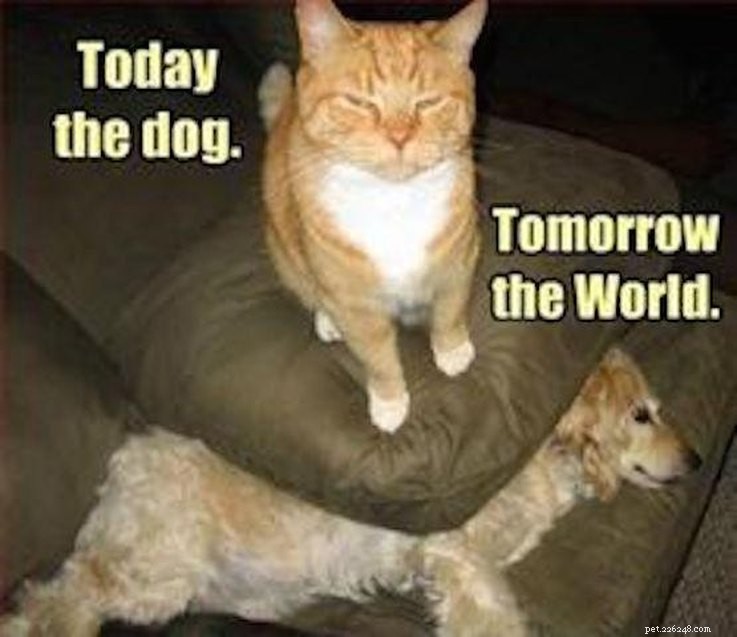 15 Animal Memes Dieters Will Relate To