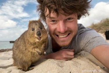 Allan Dixon: The Photographer Capturing Unbelievable Animal Selfies