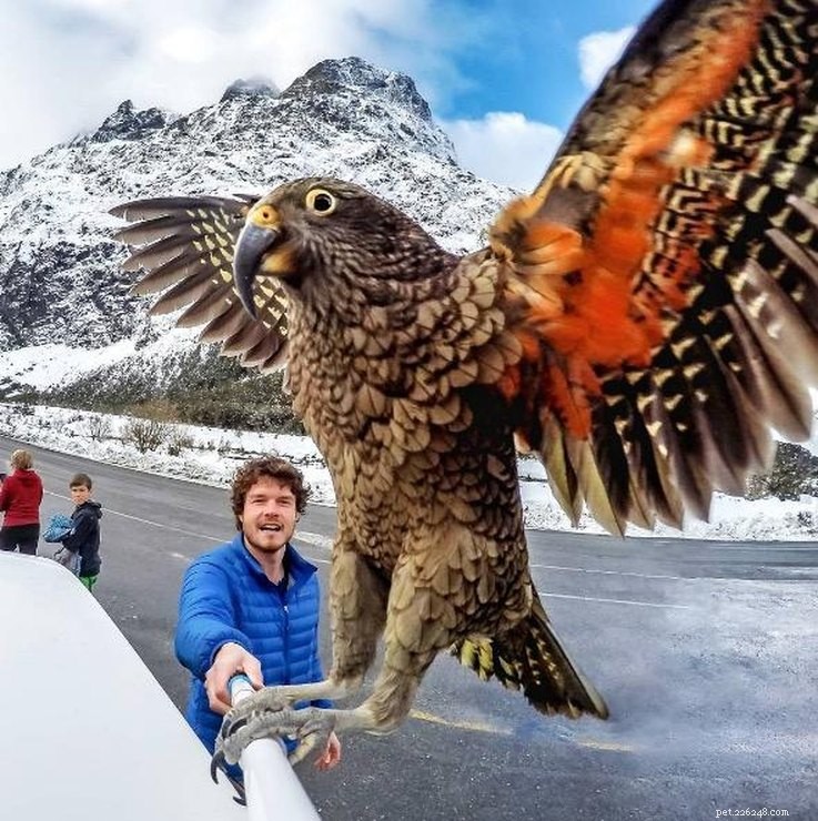 Allan Dixon: The Photographer Capturing Unbelievable Animal Selfies