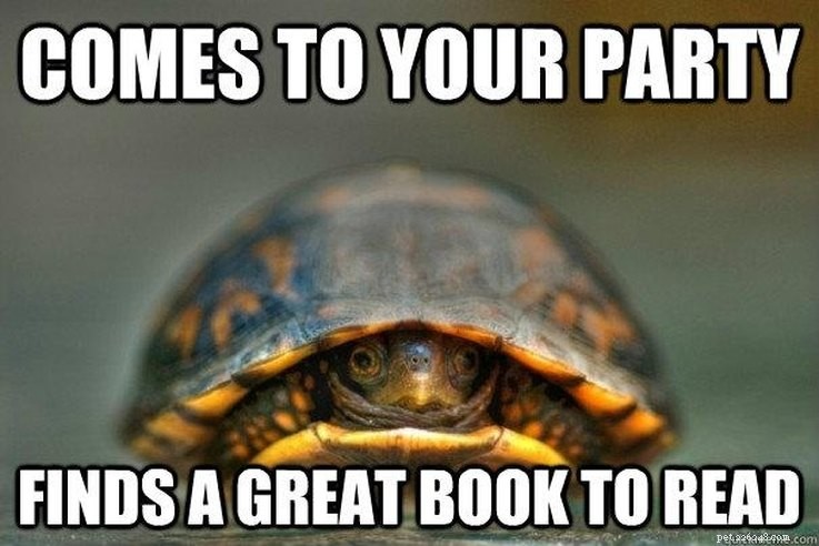 11 Animal Memes That Capture the Introvert Experience