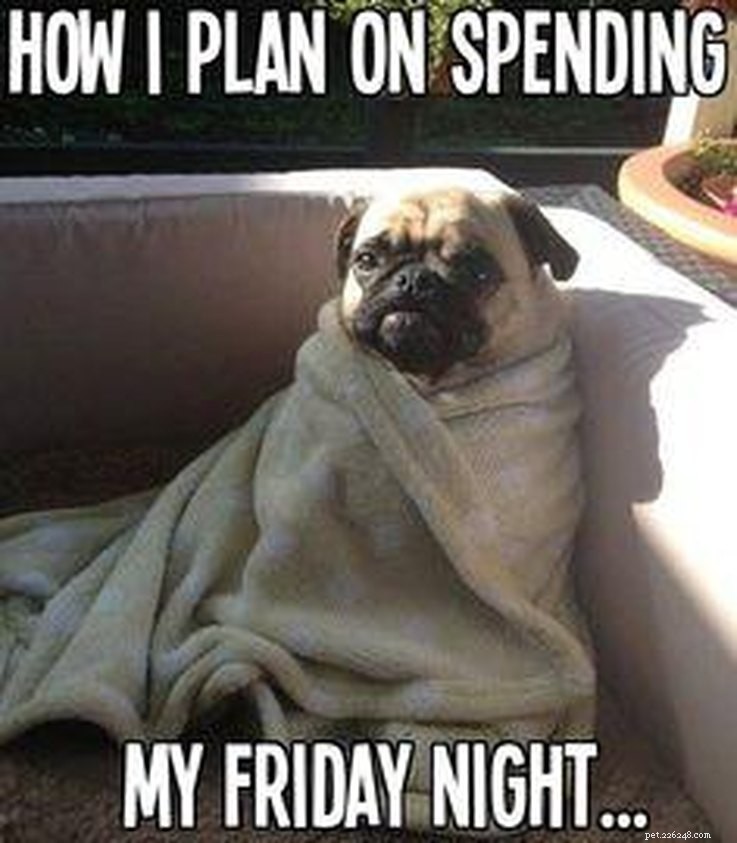 11 Animal Memes That Capture the Introvert Experience