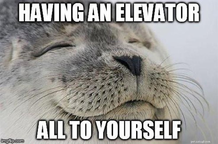 11 Animal Memes That Capture the Introvert Experience