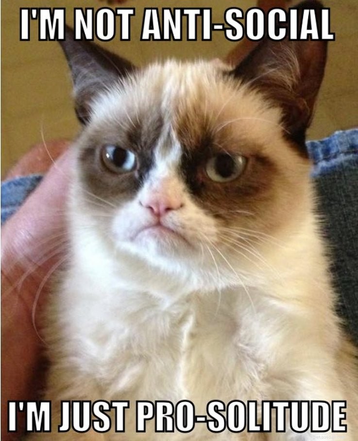 11 Animal Memes That Capture the Introvert Experience