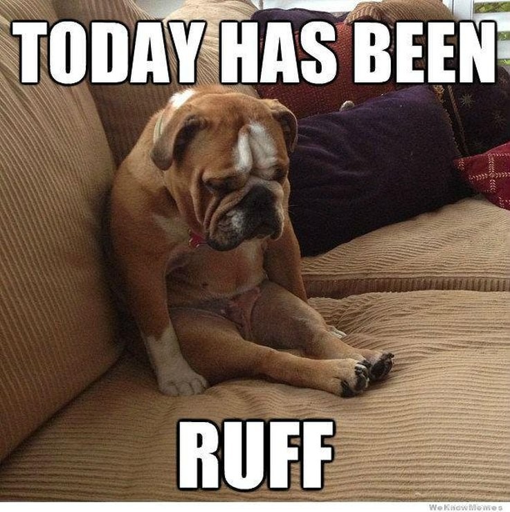 11 Animal Memes That Capture the Introvert Experience