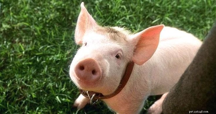 15 Iconic 90s Movie Pets That Kids Still Love