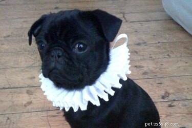 75 Elegant Shakespeare-Inspired Pet Names