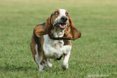 75 Elegant Shakespeare-Inspired Pet Names