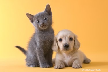 75 Elegant Shakespeare-Inspired Pet Names