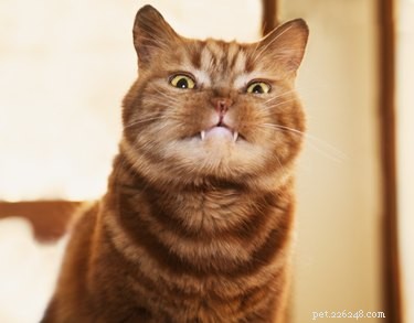 75 Elegant Shakespeare-Inspired Pet Names