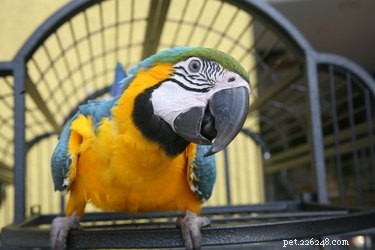 75 Elegant Shakespeare-Inspired Pet Names