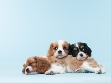 75 Elegant Shakespeare-Inspired Pet Names