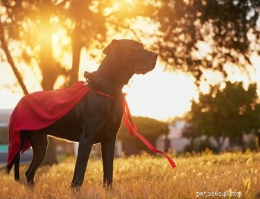 75 Elegant Shakespeare-Inspired Pet Names