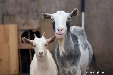 75 Elegant Shakespeare-Inspired Pet Names
