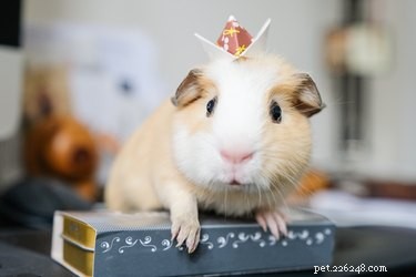 75 Elegant Shakespeare-Inspired Pet Names