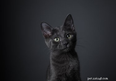 75 Elegant Shakespeare-Inspired Pet Names