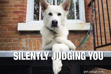 9 Annoying Habits of Non‑Pet Owners That Frustrate Pet Parents