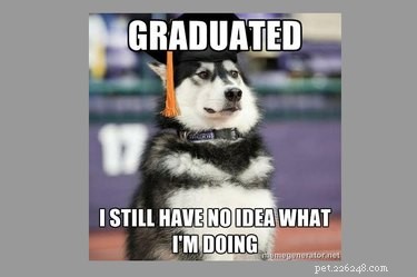 College‑Aged Animal Memes to Brighten Your New Semester