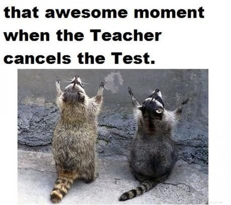 College‑Aged Animal Memes to Brighten Your New Semester